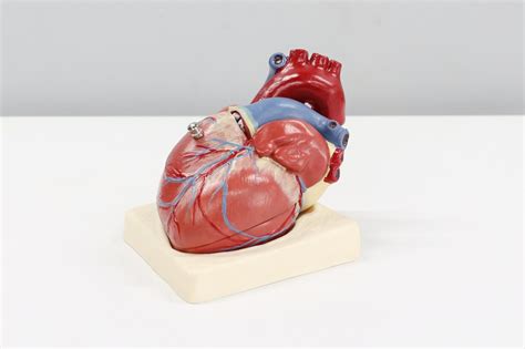 Kako Radi Ljudsko Srce Saznajte Kako Radi Najbitniji Organ U Tijelu
