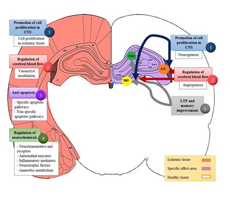 IJMS Free Full Text Mechanisms Of Acupuncture Therapy In Ischemic