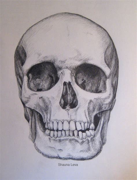 Realistic Human Skull Drawing