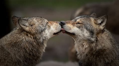Wolves Kissing Wallpapers Wallpaper Cave