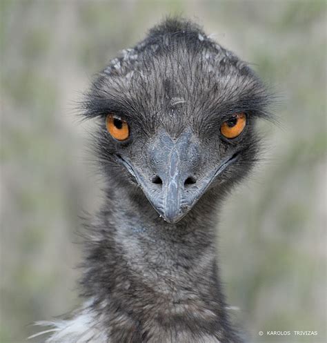 Emu Is A Large Flightless Bird Native To Australia It Can Sprint At 50