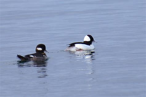 Bufflehead Pair Photograph By Ronda Broatch