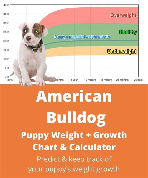 American Bulldog Weightgrowth Chart 2024 How Heavy Will My American