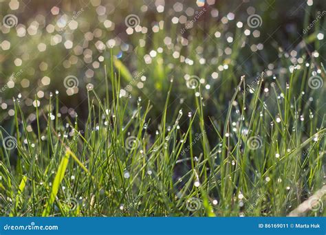 Sunlight In Drops Of Morning Dew On Green Grass Stock Image Image Of