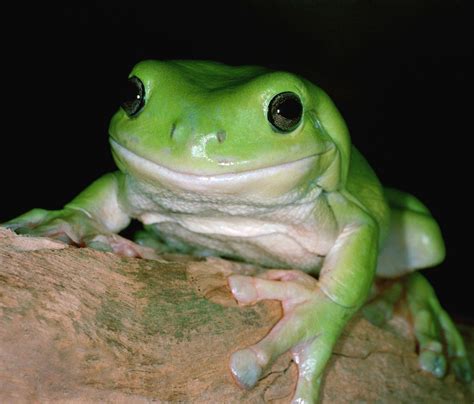 So Cute Frog Green Tree Frog Tree Frogs