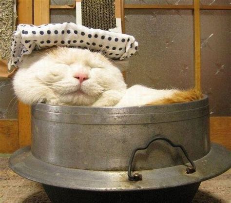 50 Cats Who Have Mastered The Art Of Sleep Fu Gallery Ebaums World