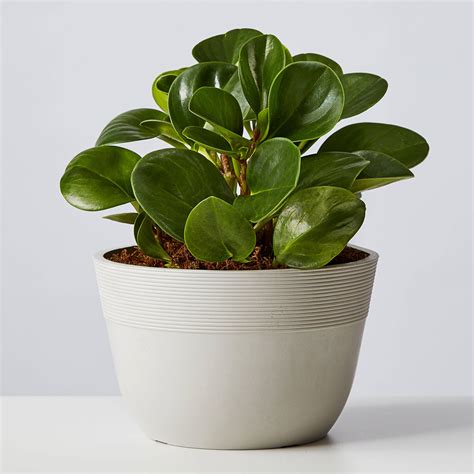 Baby Rubber Plant Teardrop Peperomia