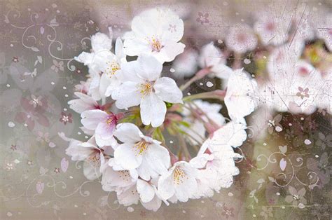 Cherry Blossom Photograph By Marta Holka