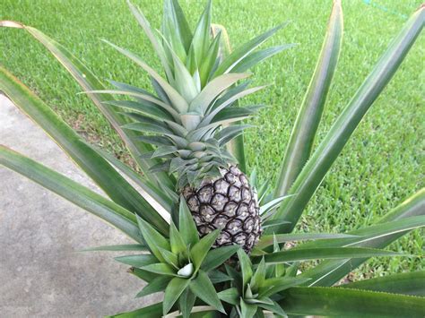 Growing A Pineapple Plant From A Pineapple Top Pineapple Planting