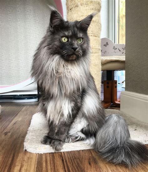 Thor Black Smoke Maine Coon Cat Large Domestic Cat Breeds Large Cat