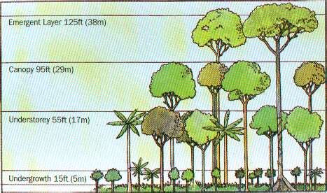 Conical trees just don't form a canopy. Tropical Rainforest and Monsoon Forest: Basic Knowledge of ...