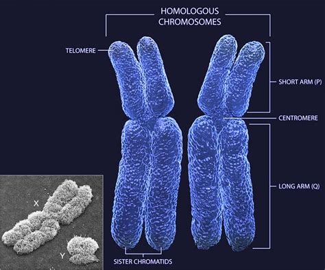 new research has confirmed that the presence of xx sex chromosomes increases the amount of fat