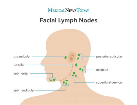 Lymph Nodes Head And Neck Location