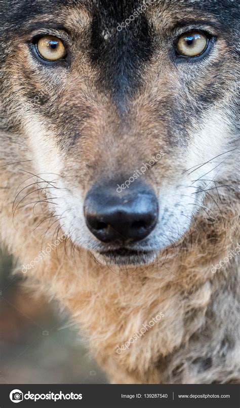 Male Iberian Wolf Canis Lupus Signatus Portrait Stock Photo By