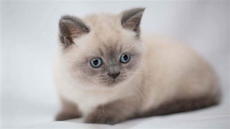 Maybe you would like to learn more about one of these? British Shorthair - Price, Personality, Lifespan