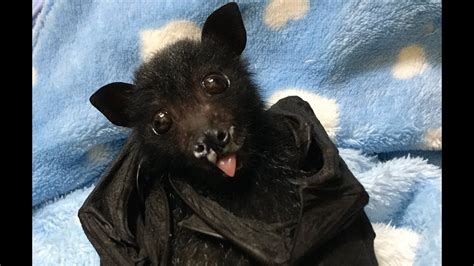 Baby Flying Fox Has His First Fruit This Is Liquorice Allsorts Youtube