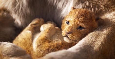 《狮子王》“真狮版”全解析，超萌还原动画版迪士尼狮子王辛巴新浪新闻