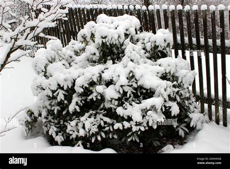 Heavy Snow Covered Bush Stock Photo Alamy