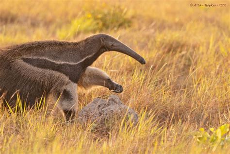 These Surprising Facts Turn Giant Anteaters From Friendly