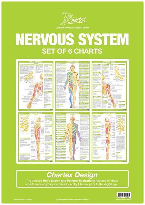 Nervous System Anatomy Posters Set Of