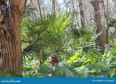Palm Jungle Stock Image Image Of Grass Landscape Tree 57030089