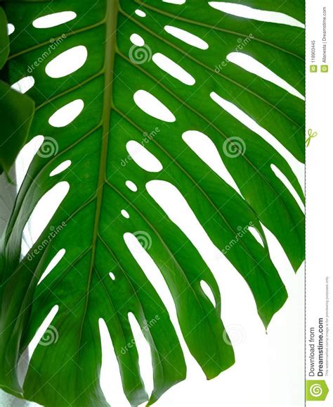 Real Tropical Leaves Splitleaf Philodendron Monstera On White