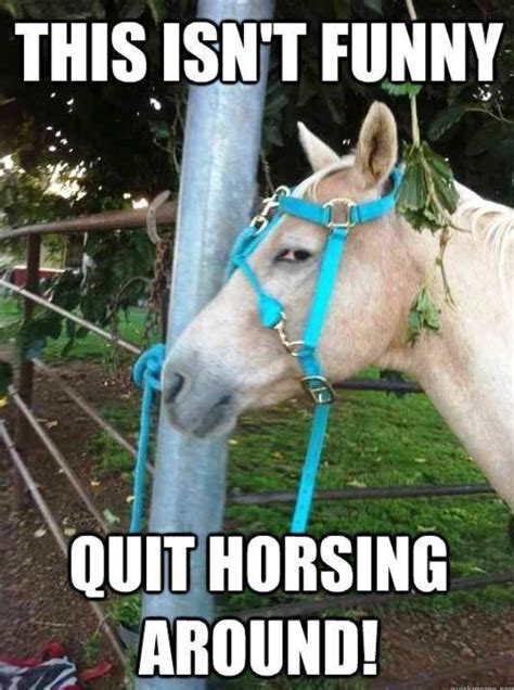 43 Awesome Horse Memes
