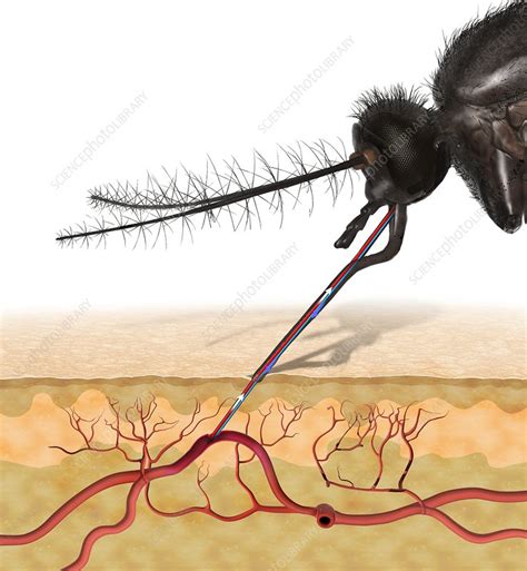 Mosquito Feeding On Blood Illustration Stock Image C0255764