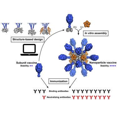 Induction Of Potent Neutralizing Antibody Responses By A Designed