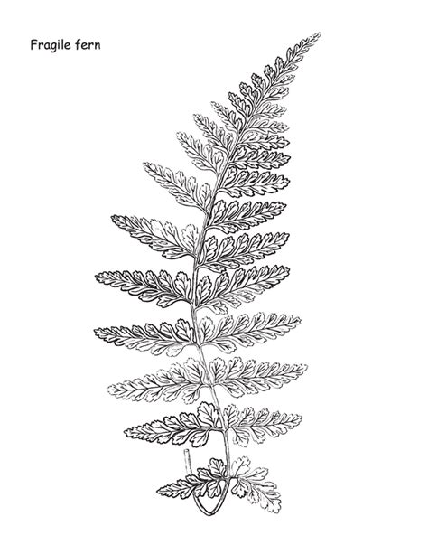 Fern Coloring Pages