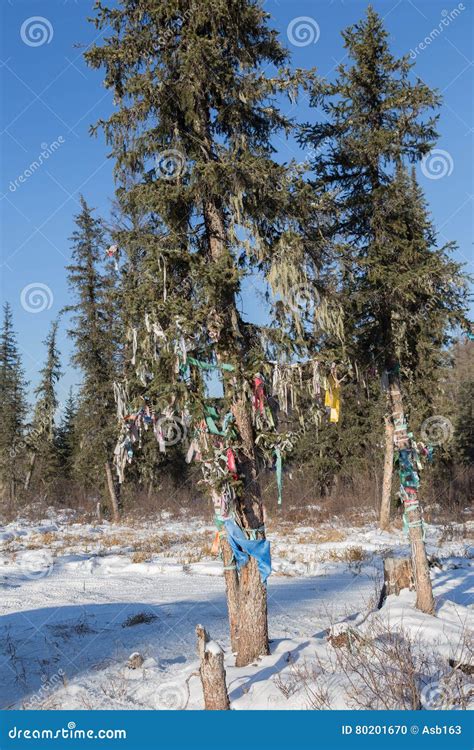 Shaman Tree In South Yakutia Stock Photo Image Of Scenic Worship