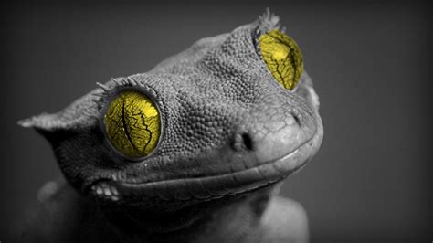 70 Gecko Hd Wallpapers And Backgrounds
