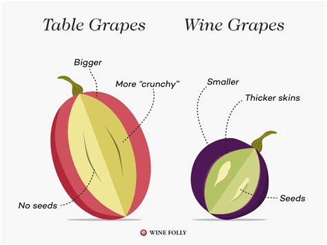 What Is Wine A Beautiful Explanation Wine Folly