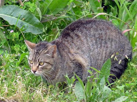 New Plan To Control Feral Cats Upstart