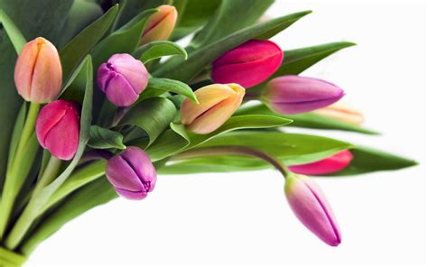 Flores Tulipanes Y Margaritas Fotos Bonitas De Amor Imágenes