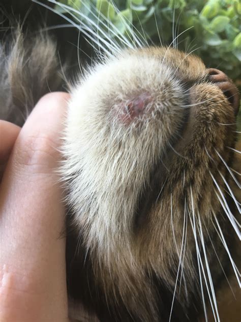 My Cat Had A Bald Spot On His Chin And Now It Turned Into A Scab It