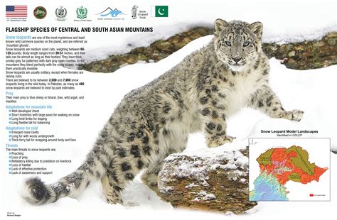 Posters Snow Leopard Foundation