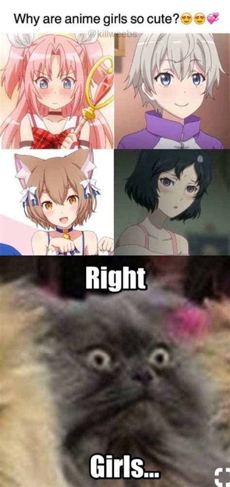 anime trap meme foxydoor anime traps anime anime funny