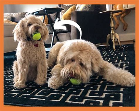 Pet Stuffed Animal Clone - Etsy