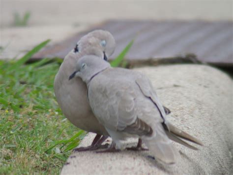 Eurasian Collared Dove Pair Bond Dfw Urban Wildlife