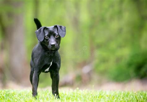 A Small Black Terrier Mixed Breed Dog Standing Outdoors Stock Photo
