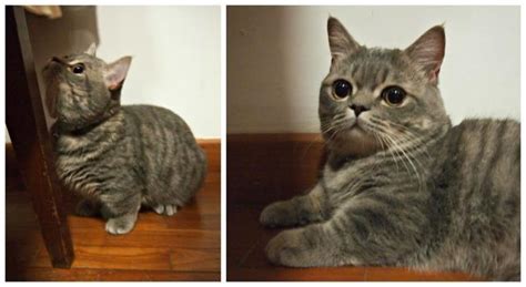 Like most people foods, pancakes can harm your cat if fed in excess amounts. Super cute Pancake! | Pets cats, Kitty, Kittens