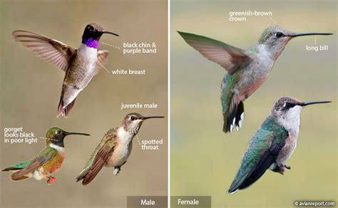 hummingbird identification an illustrated guide to all 14 north american species avian report