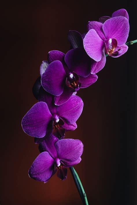Wild Orchid Wallpapers For Iphone Orchid Flower Orchid Wallpaper Purple Orchids