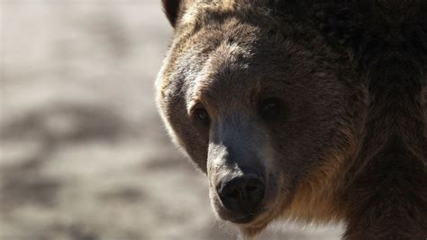 Mujer Muerta En Inusual Ataque De Oso Grizzly Es De Latino News