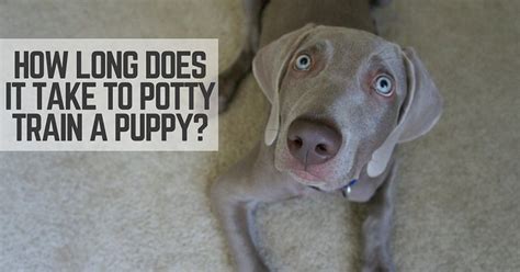 Maybe you would like to learn more about one of these? How Long Does it Take to Potty Train a Puppy? - That Mutt