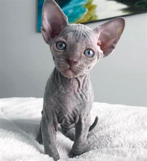 40 Unique But Adorable Sphynx Cats That Will Change Your Mind About The