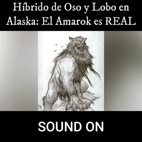 Un HÍbrido De Oso Y Lobo Ronda Por Alaska ¿monstruo CrÍptido O Lobo