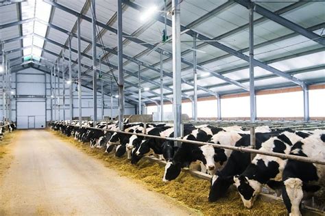 How To Start A Cattle Farm In 2022 Step By Step Business