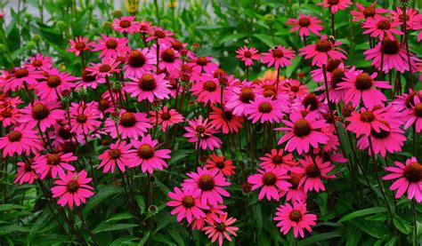 Florist (aka exhibition) chrysanthemums do well in mild need more attention (i.e., staking, overwintering indoors) and are more delicate, but they produce some of the most beautiful. Flowers rose gardens spring beauty romance love earth ...
